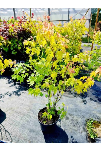 Клен Оранж Дрим - 5л/вис.100-160см/Ø30-40см